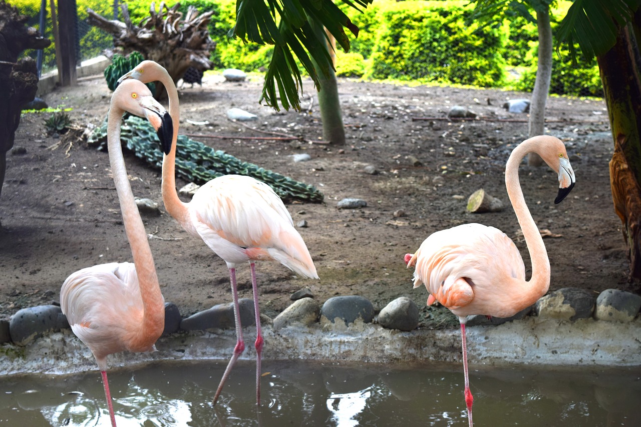Flamingo, Gamta, Turkija, Ave, Spalva, Plunksnos, Gražus, Fauna, Rožinis, Nemokamos Nuotraukos
