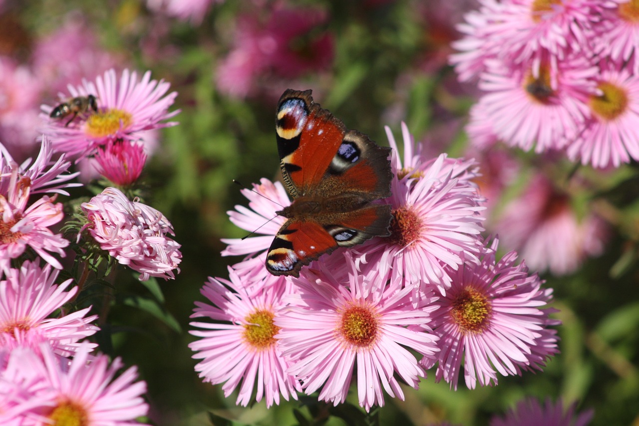 Gamta, Asters, Ruduo, Drugelis, Rudens Nuotaika, Žiedas, Žydėti, Nemokamos Nuotraukos,  Nemokama Licenzija