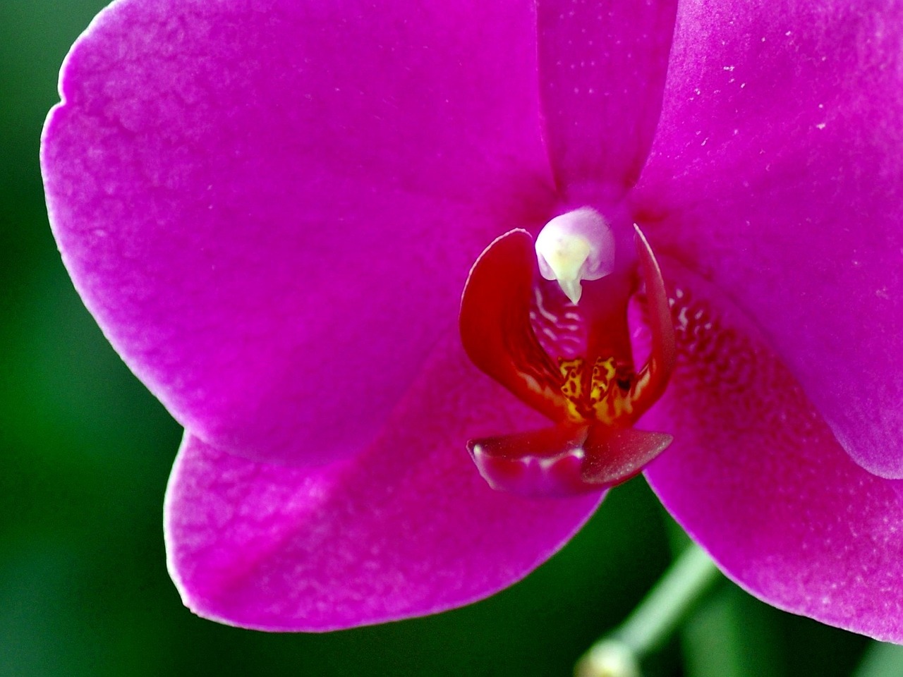 Orchisa, Augalas, Gėlė, Flora, Nemokamos Nuotraukos,  Nemokama Licenzija