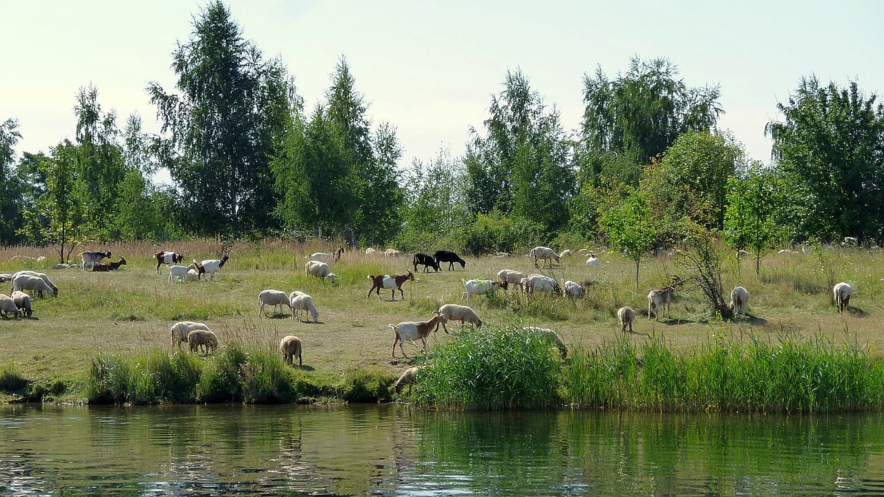 Gamta, Ežeras, Vanduo, Bankas, Nemokamos Nuotraukos,  Nemokama Licenzija