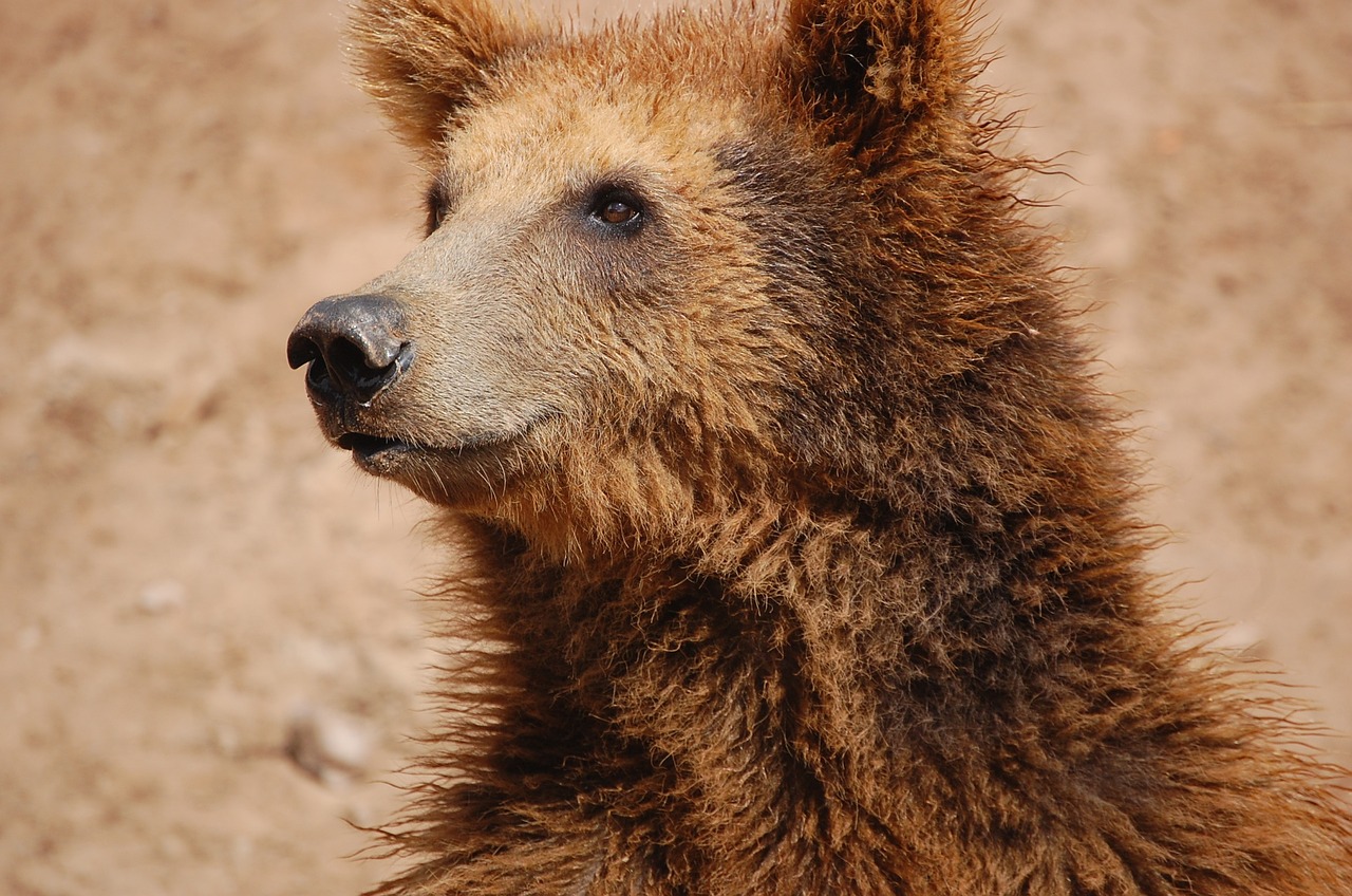 Gamta, Zoologijos Sodas, Rudas Lokys, Rodyti, Gyvūnas