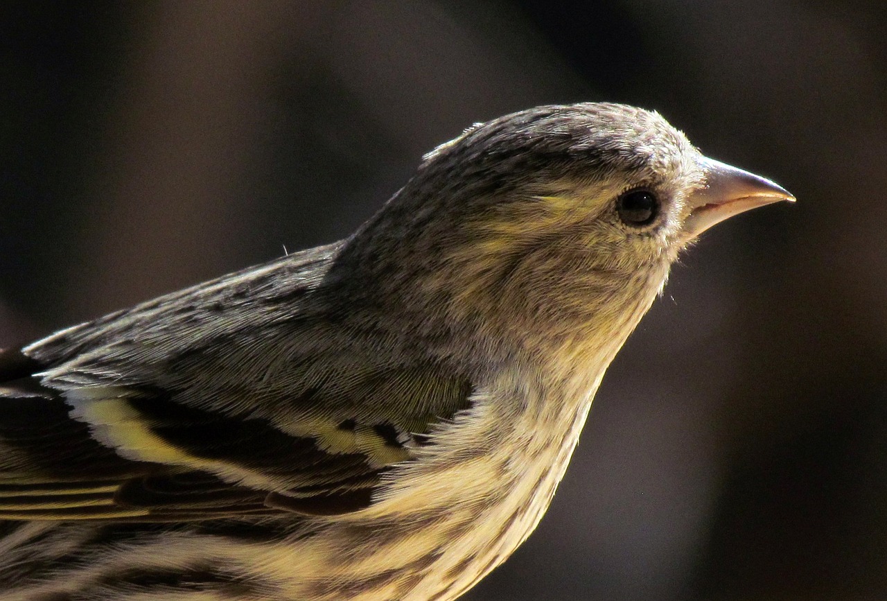 Gamta, Gyvūnai, Paukščiai, Siskin, Portretas, Nemokamos Nuotraukos,  Nemokama Licenzija