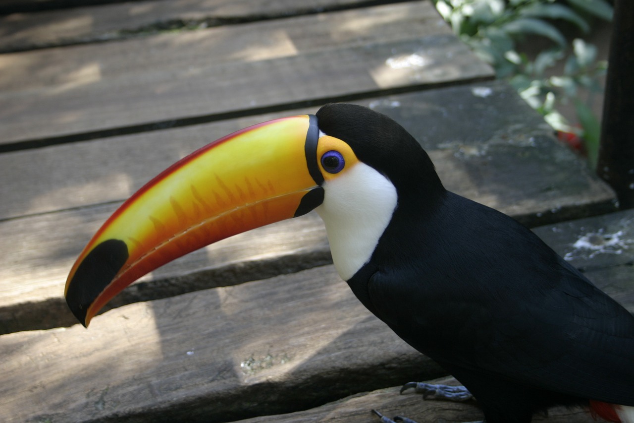 Toucan, Paukščiai, Gamta, Nemokamos Nuotraukos,  Nemokama Licenzija