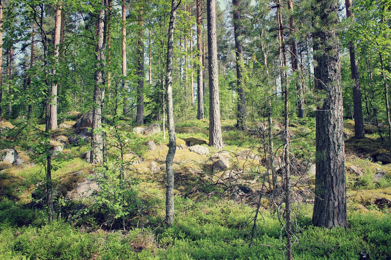 Gamta, Medžiai, Miškai, Vasara, Finland, Žalias, Saulės Šviesa, Aplinka, Natūralus, Miško Peizažas