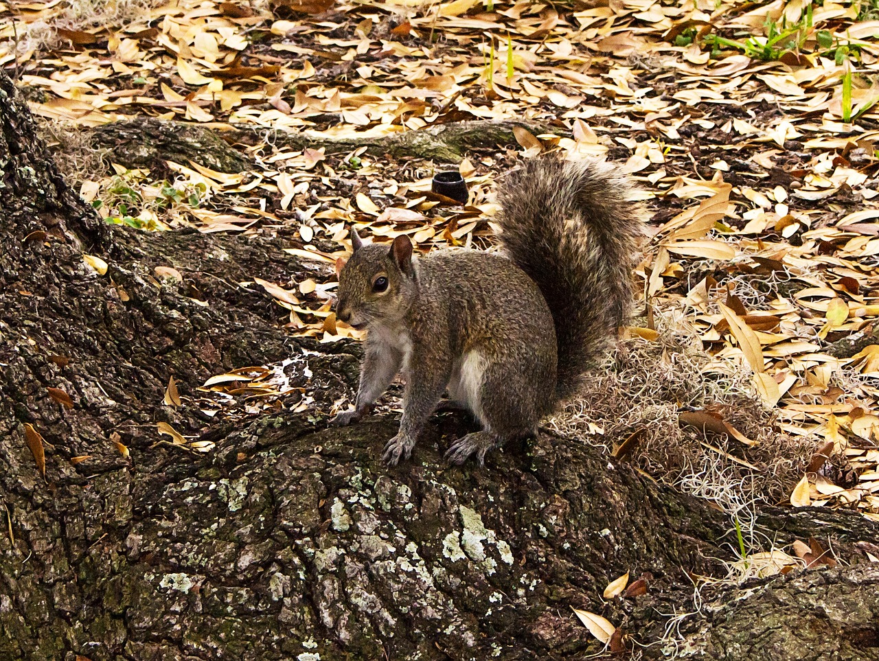 Gamta, Fauna, Voverė, Nemokamos Nuotraukos,  Nemokama Licenzija