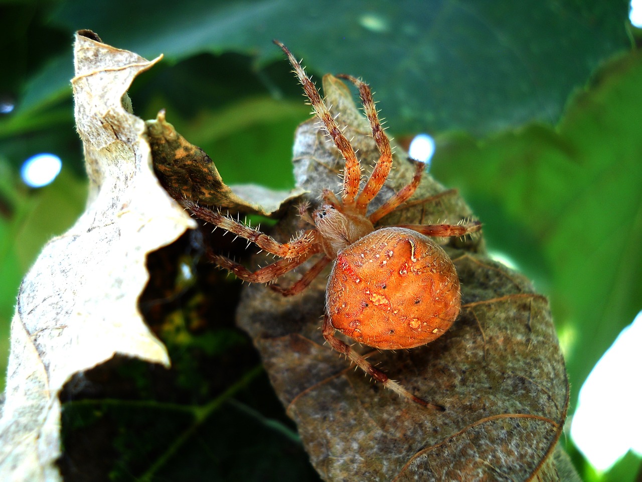 Insekta, Vasara, Gamta, Tarakonas, Makro, Žalias, Lapai, Pavojingas, Mirtinas, Nuodingas