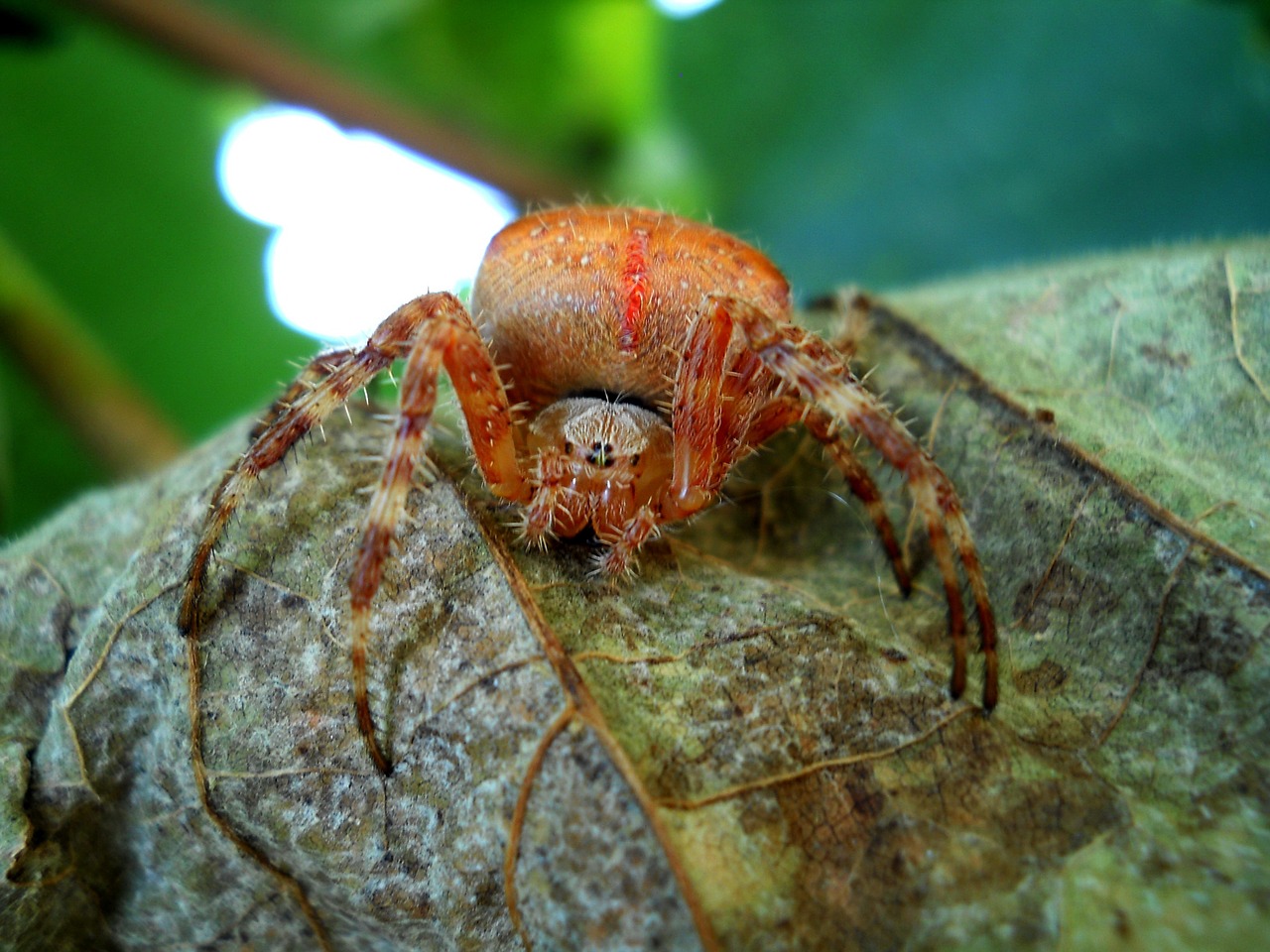 Insekta, Vasara, Gamta, Tarakonas, Makro, Žalias, Lapai, Pavojingas, Mirtinas, Nuodingas