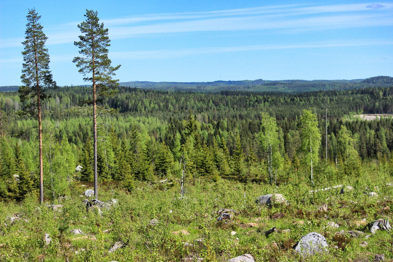 Gamta, Suomių, Suomijos Kraštovaizdis, Dangus, Vasara, Miškas, Kalvos, Miškai, Medis, Horizontalus
