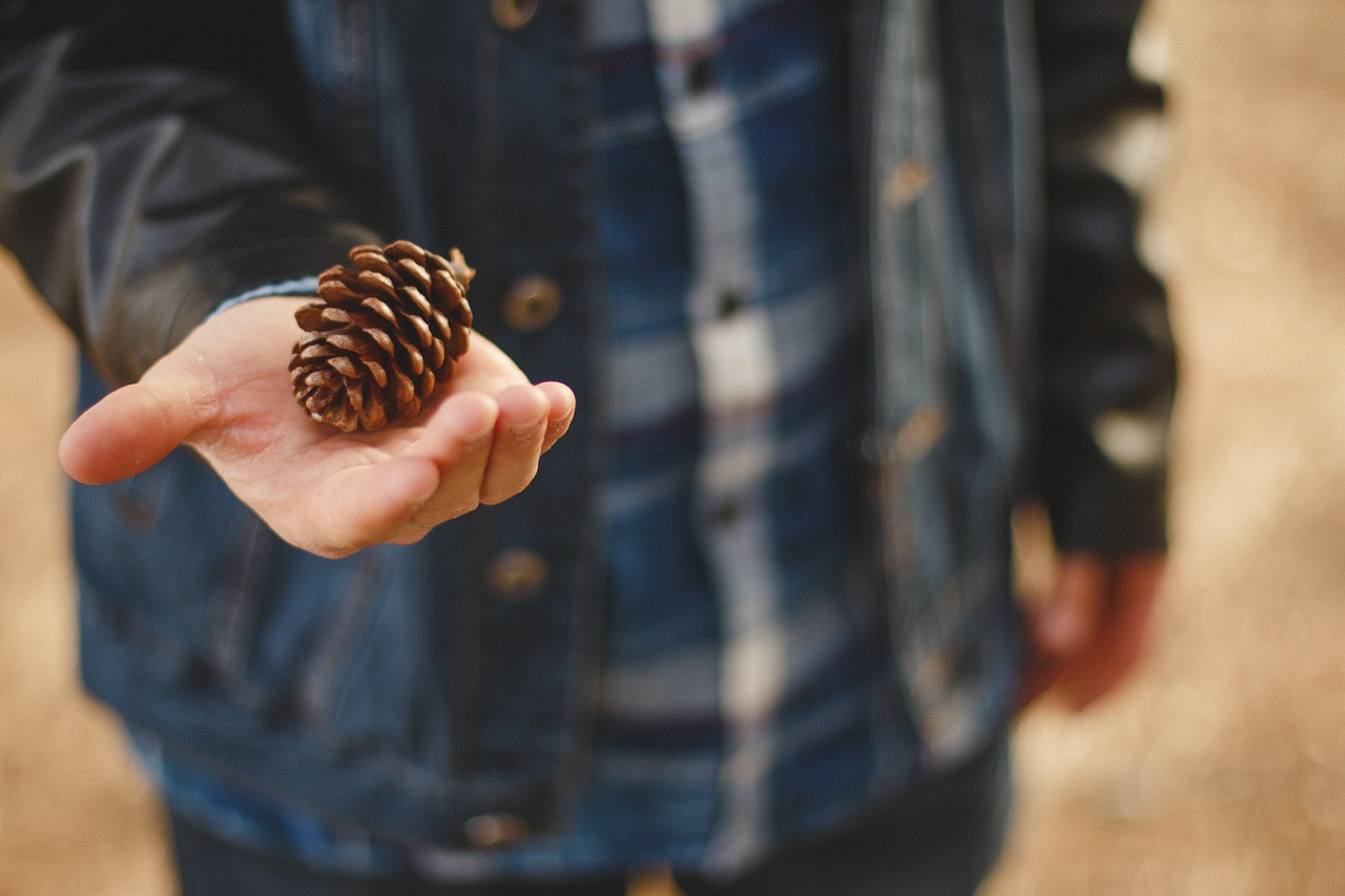 Gamta, Ranka, Lauke, Bokeh, Pinecone, Nemokamos Nuotraukos,  Nemokama Licenzija