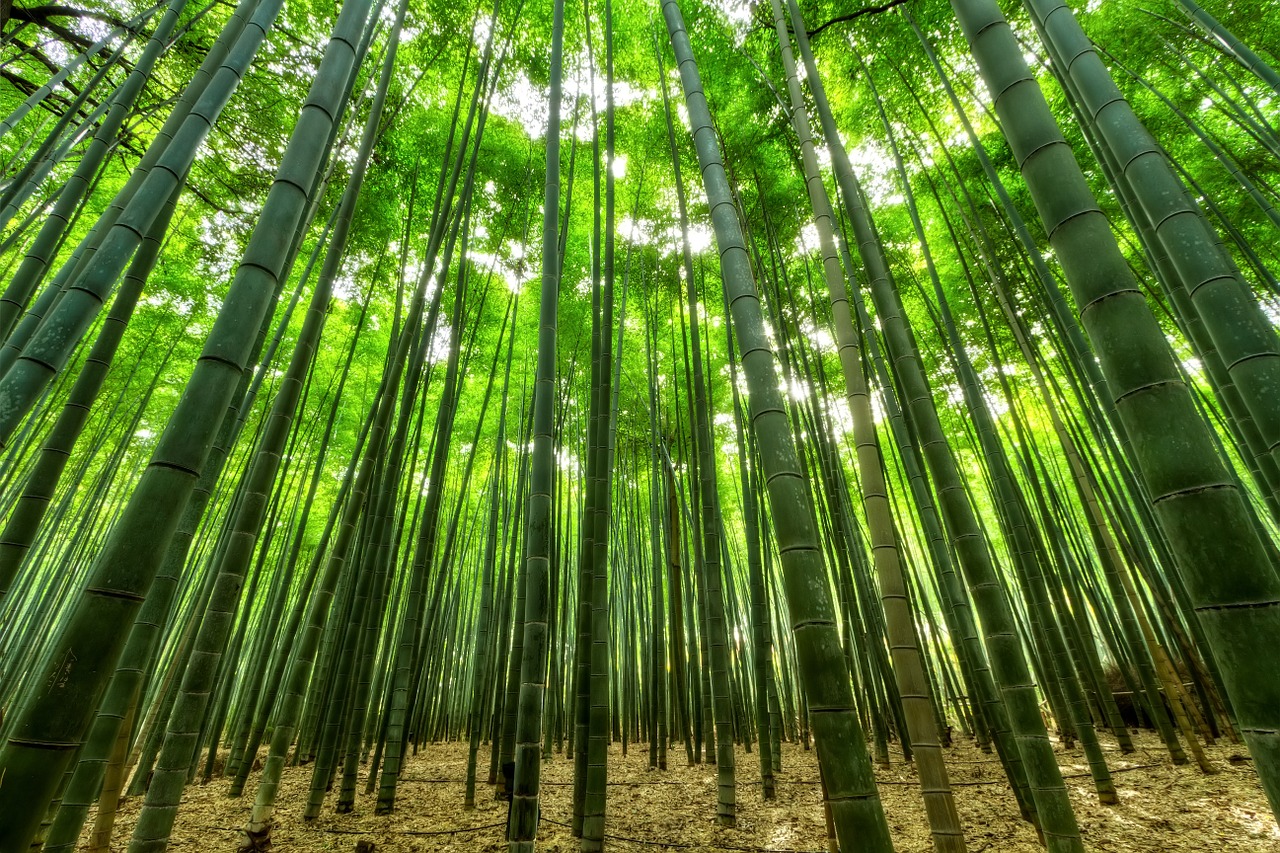 Gamta, Bambukas, Žalias, Augimas, Džiunglės, Lieknas, Perspektyva, Gamtos Tapetai, Miško Želdinimas, Bambuko Medžiai