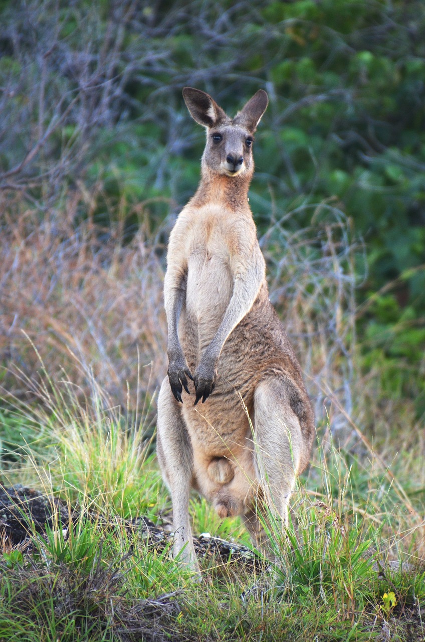 Gamta, Australia, Laukinė Gamta, Kengūra, Nemokamos Nuotraukos,  Nemokama Licenzija