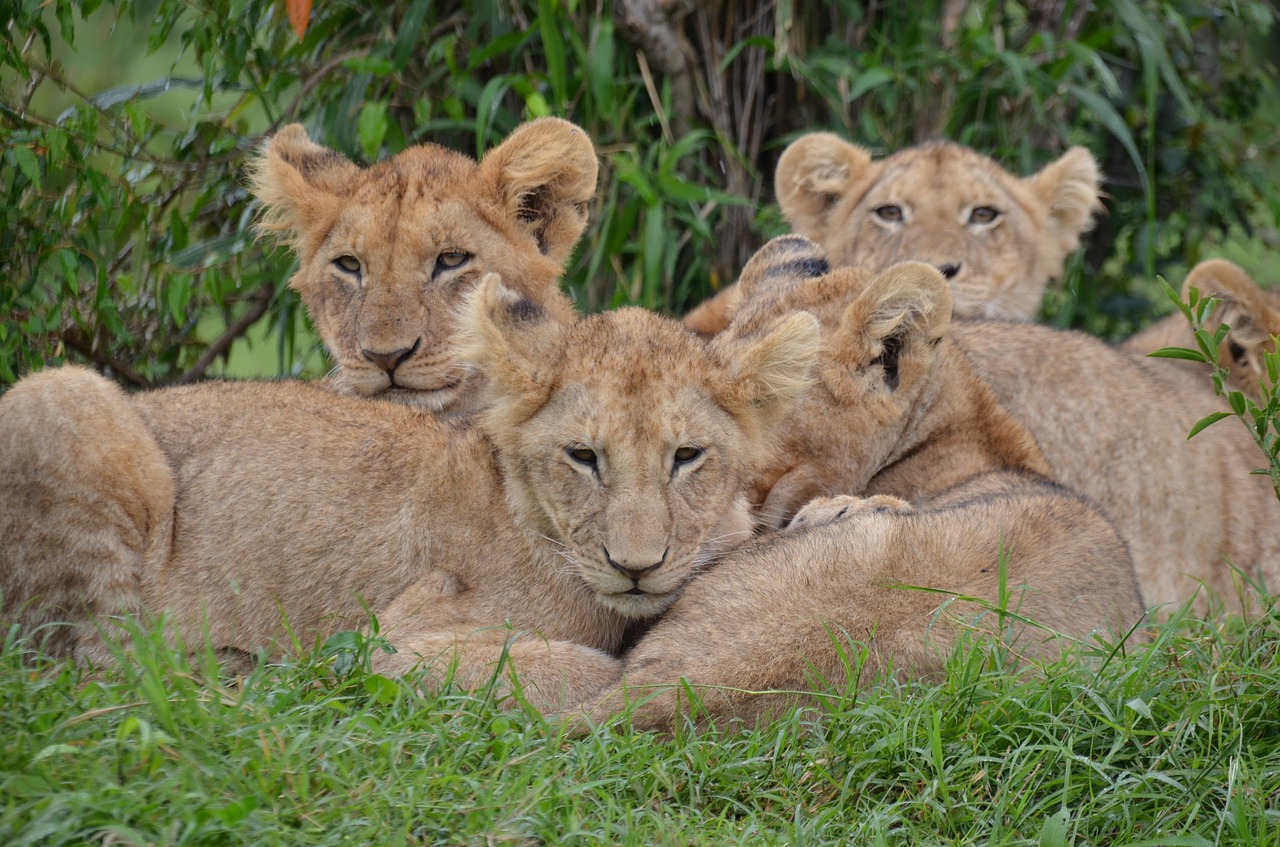 Gamta, Afrika, Laukinė Gamta, Kenya, Liūtys, Liūto Kūdikiai, Nemokamos Nuotraukos,  Nemokama Licenzija