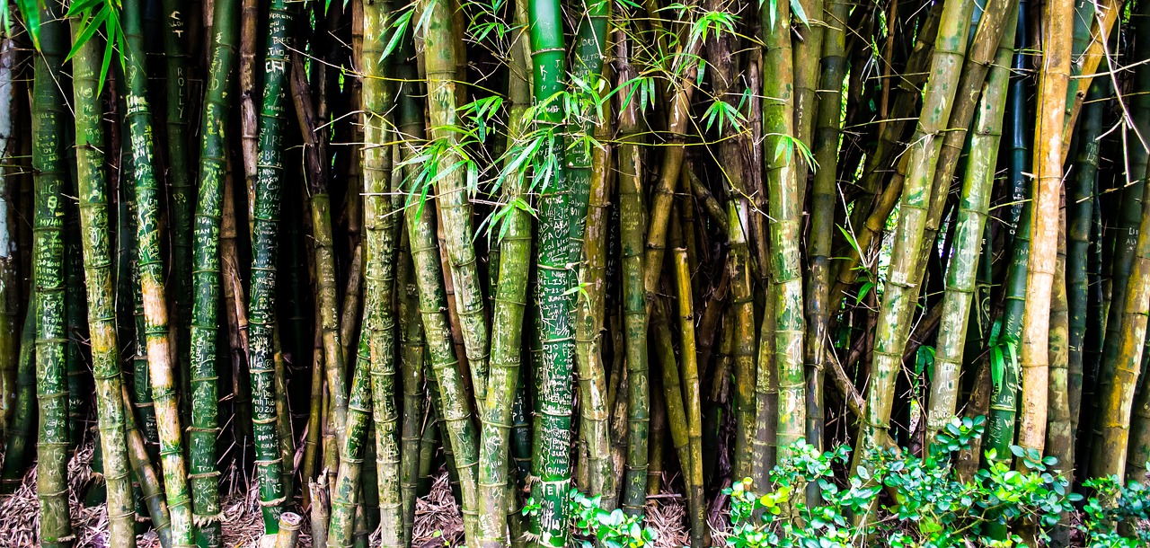 Gamta, Miškas, Bambukas, Augalai, Hawaii, Nemokamos Nuotraukos,  Nemokama Licenzija