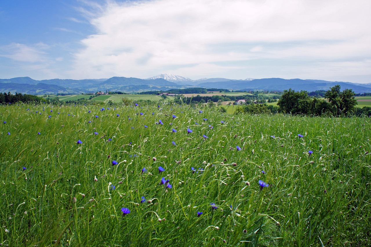 Gamta, Pavasaris, Kraštovaizdis, Pieva, Gėlė, Kalnai, Austria, Mostviertel, Nemokamos Nuotraukos,  Nemokama Licenzija