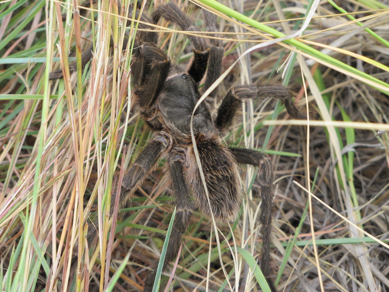 Gamta, Voras, Gyvūnas, Tarantula, Nemokamos Nuotraukos,  Nemokama Licenzija