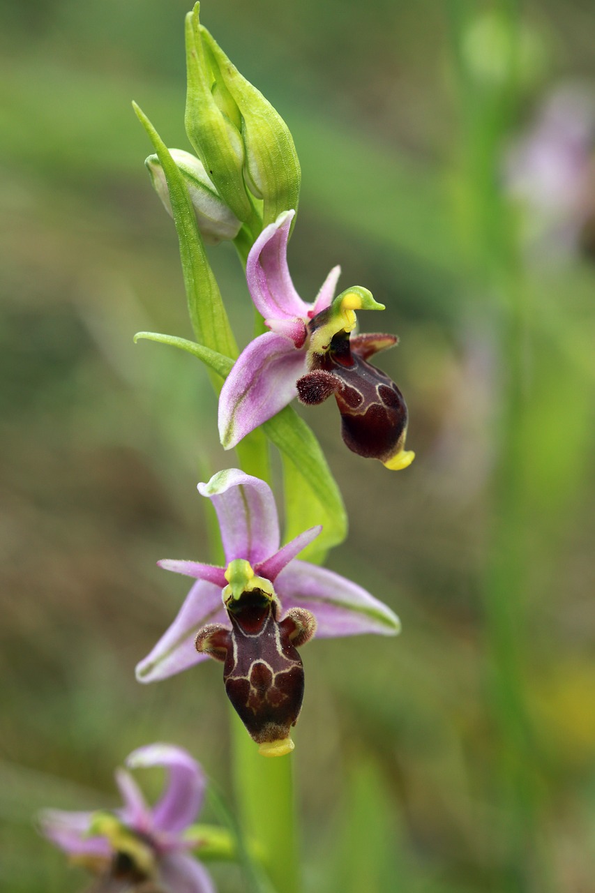 Gamta, Laukinės Gėlės, Pavasaris, Makro, Orchidaceae, Violetinė, Violetinė, Nemokamos Nuotraukos,  Nemokama Licenzija