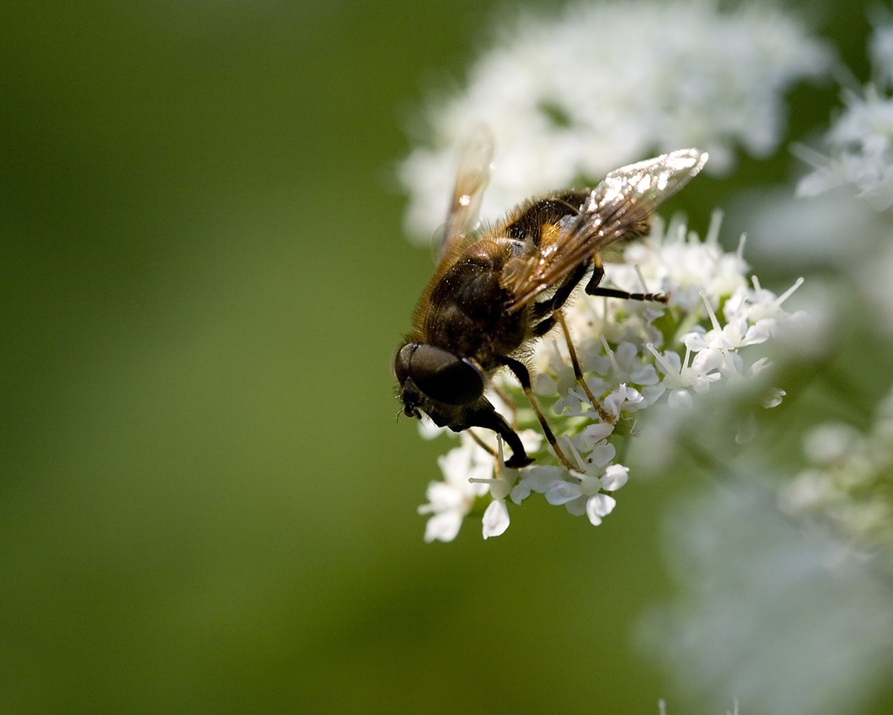 Gamta, Gėlė, Bičių, Vabzdys, Pavasaris, Žiedas, Žydėjimas, Augalai, Nemokamos Nuotraukos,  Nemokama Licenzija