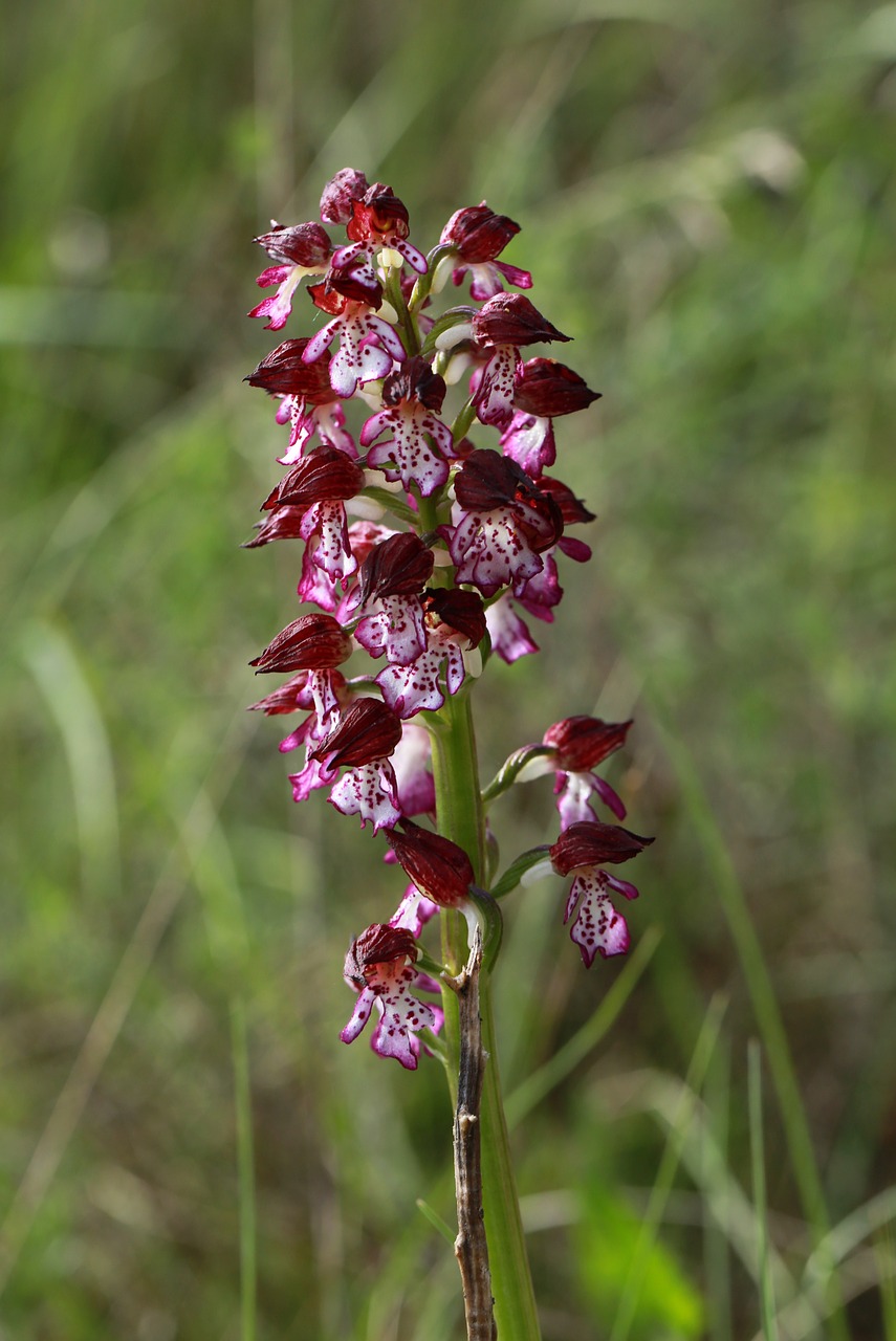 Orchidėja, Laukiniai, Gamta, Laukinės Gėlės, Pavasaris, Laukinė Gėlė, Gėlė, Rožinis, Raudona, Flora