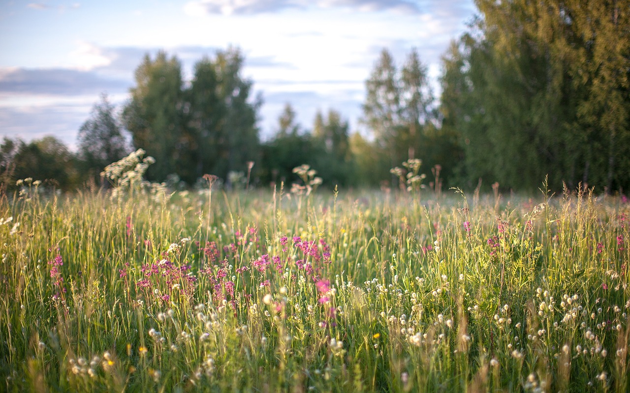 Gamta, Žolė, Gėlių Laukas, Vasara, Nemokamos Nuotraukos,  Nemokama Licenzija