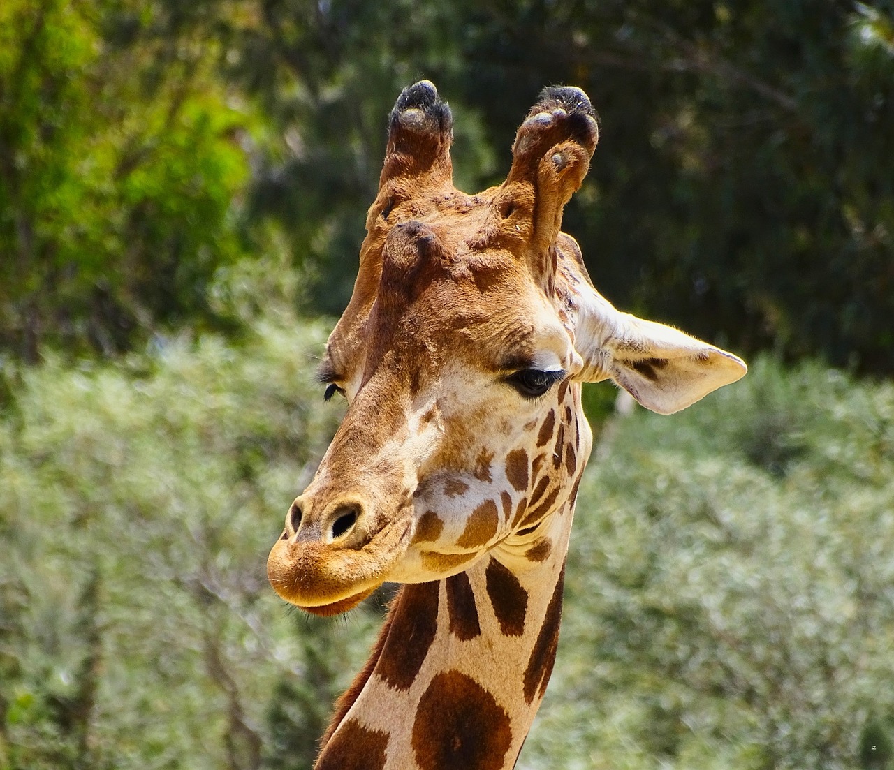 Žirafa, Gamta, Gyvūnas, Galva, Afrikos, Nemokamos Nuotraukos,  Nemokama Licenzija