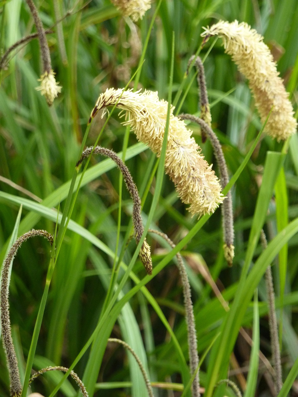 Gamta, Žolė, Sėklos, Pavasaris, Flora, Nemokamos Nuotraukos,  Nemokama Licenzija