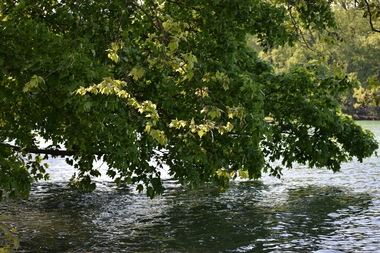 Gamta, Medis, Ežeras, Lapų Medis, Lapai, Nemokamos Nuotraukos,  Nemokama Licenzija