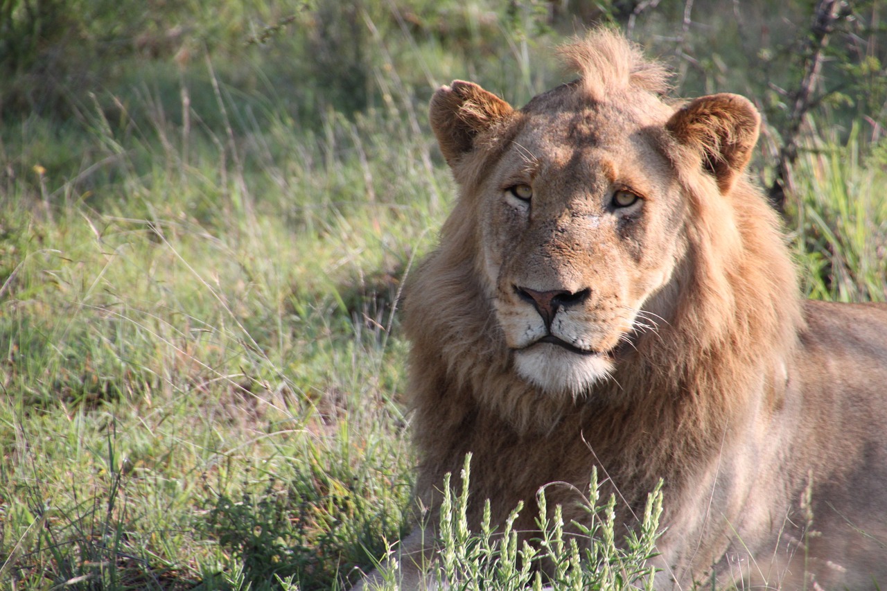 Liūtas, Gamta, Pietų Afrika, Gyvūnai, Laukinė Gamta, Laukinės Gamtos Fotografija, Gyvūnų Planeta, Atrasti Laukinius Gyvūnus, Fauna, Plėšrūnai