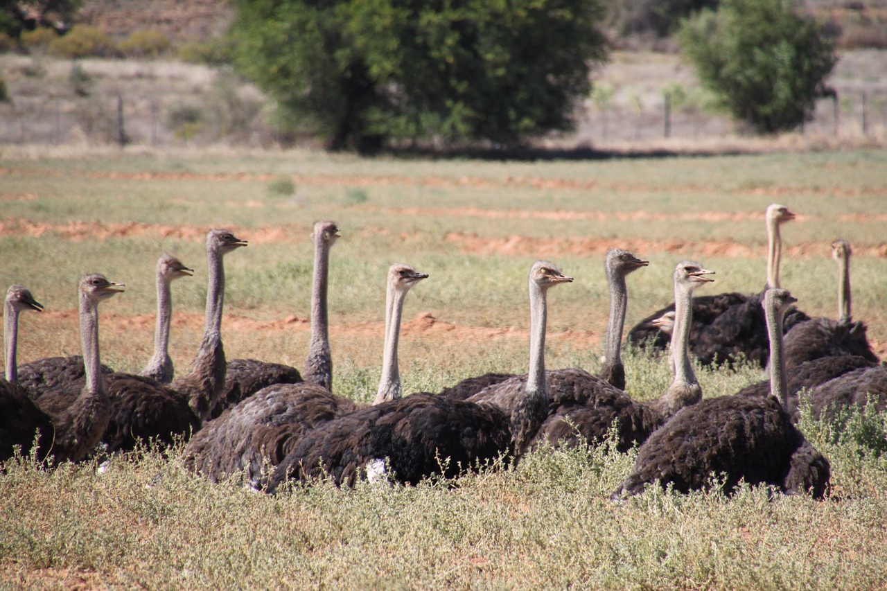 Strutis, Gamta, Pietų Afrika, Safari, Laukinė Gamta, Laukinės Gamtos Fotografija, Gyvūnų Planeta, Atrasti Laukinius Gyvūnus, Fauna, Nemokamos Nuotraukos