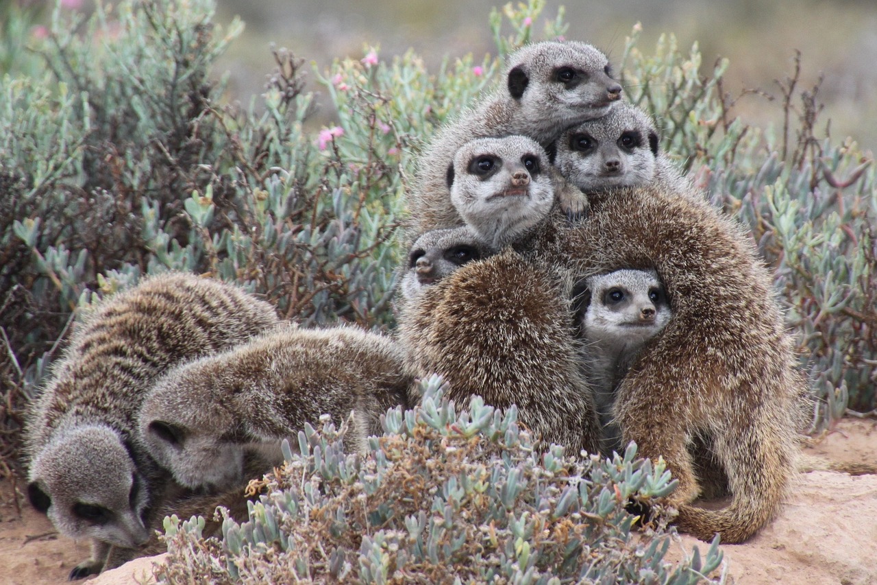 Gamta, Meerkat, Pietų Afrika, Nemokamos Nuotraukos,  Nemokama Licenzija