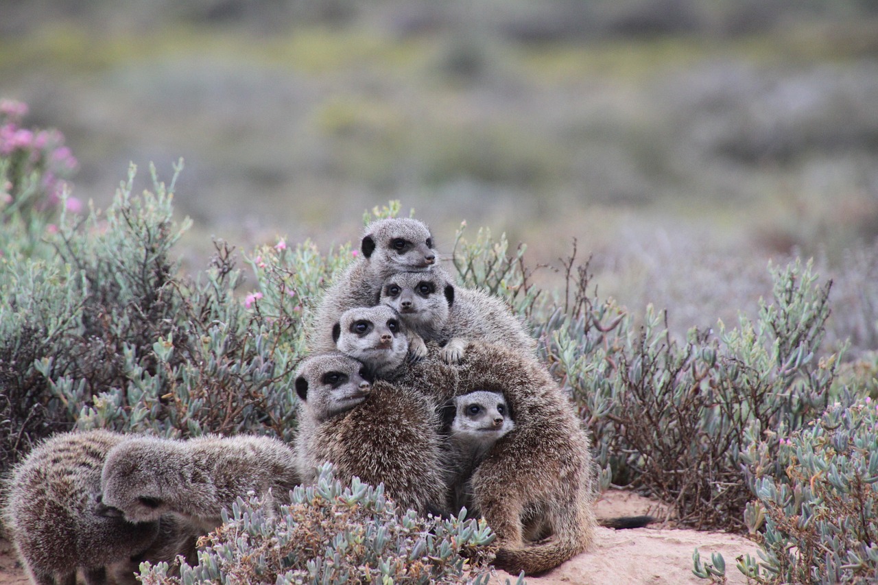 Gamta, Meerkat, Pietų Afrika, Nemokamos Nuotraukos,  Nemokama Licenzija