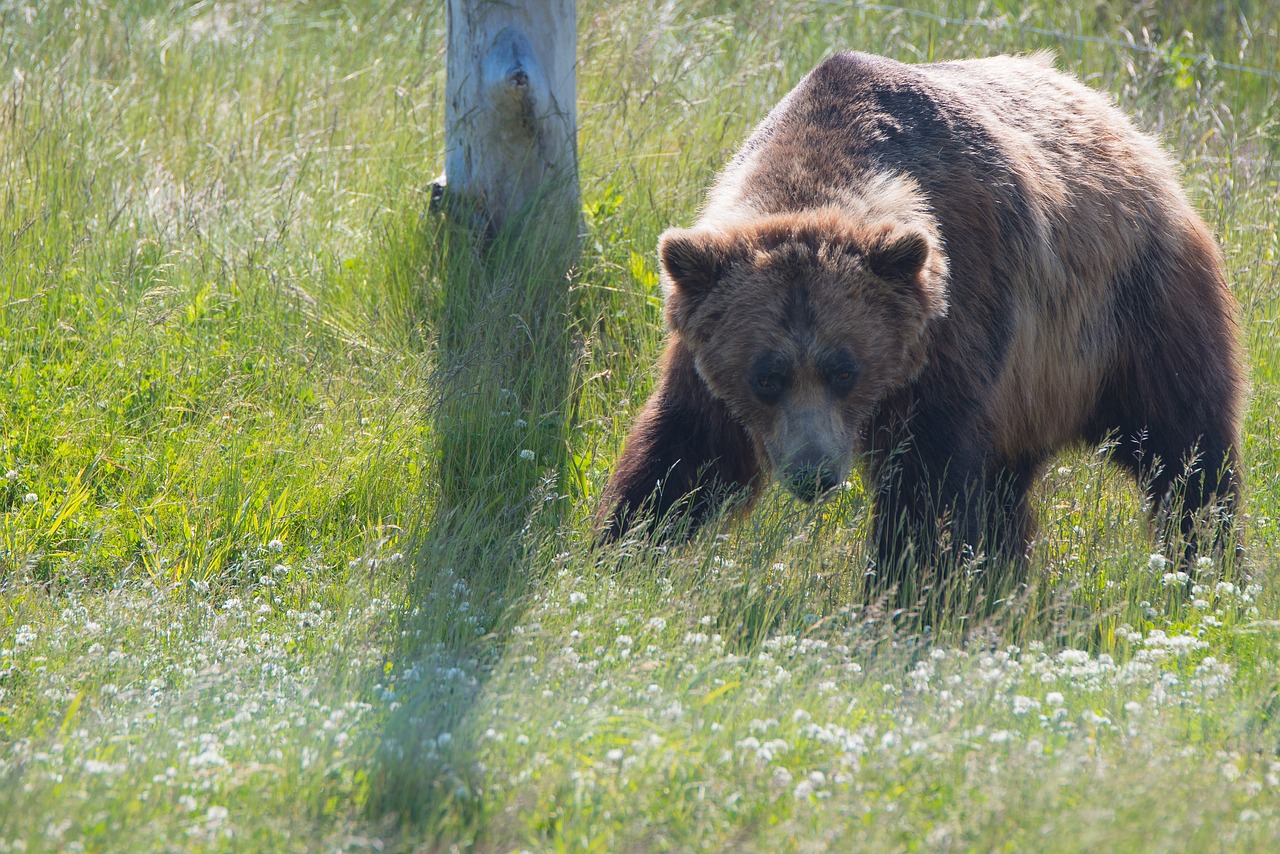 Gamta, Vaidina, Gyvūnas, Lauke, Laukiniai, Laukinė Gamta, Ruda, Turėti, Nemokamos Nuotraukos,  Nemokama Licenzija