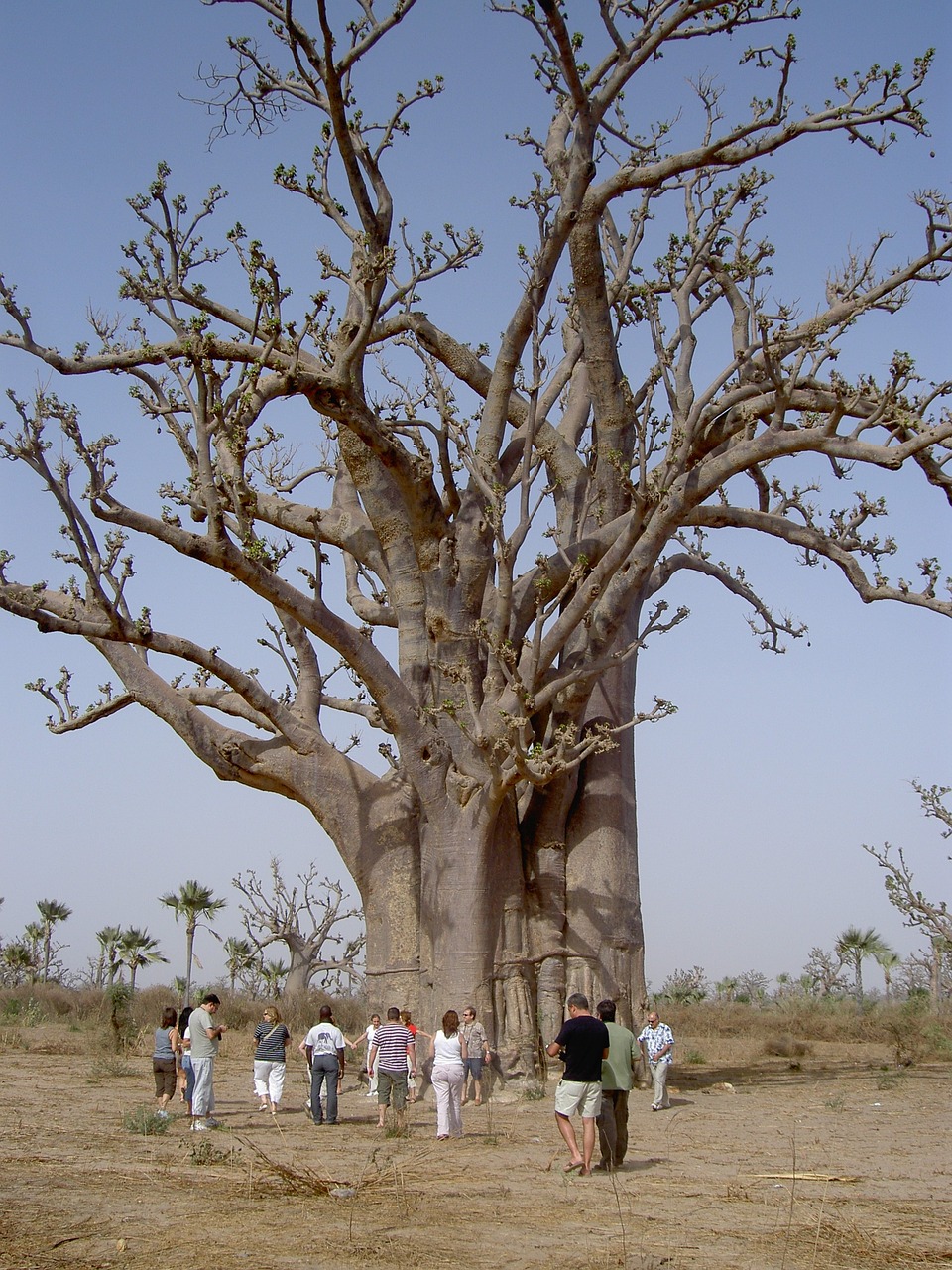 Gamta, Baobabas, Senegalas, Grupė, Turizmas, Didelis, Dykuma, Nemokamos Nuotraukos,  Nemokama Licenzija