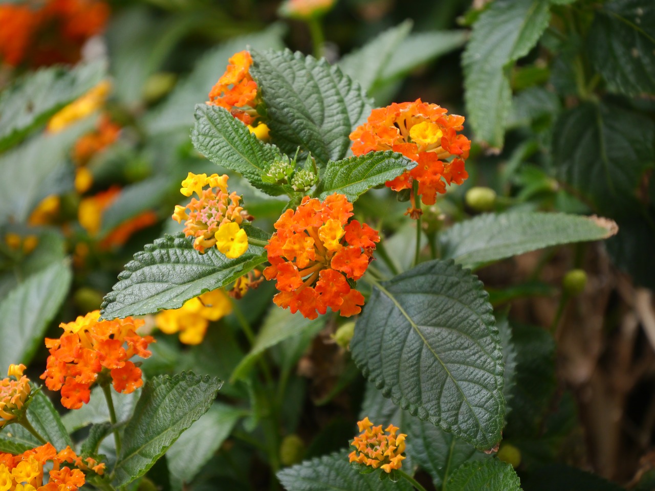 Lantana, Gamta, Augalas, Gėlė, Žiedas, Žydėti, Oranžinė, Vasaros Gėlė, Nemokamos Nuotraukos,  Nemokama Licenzija