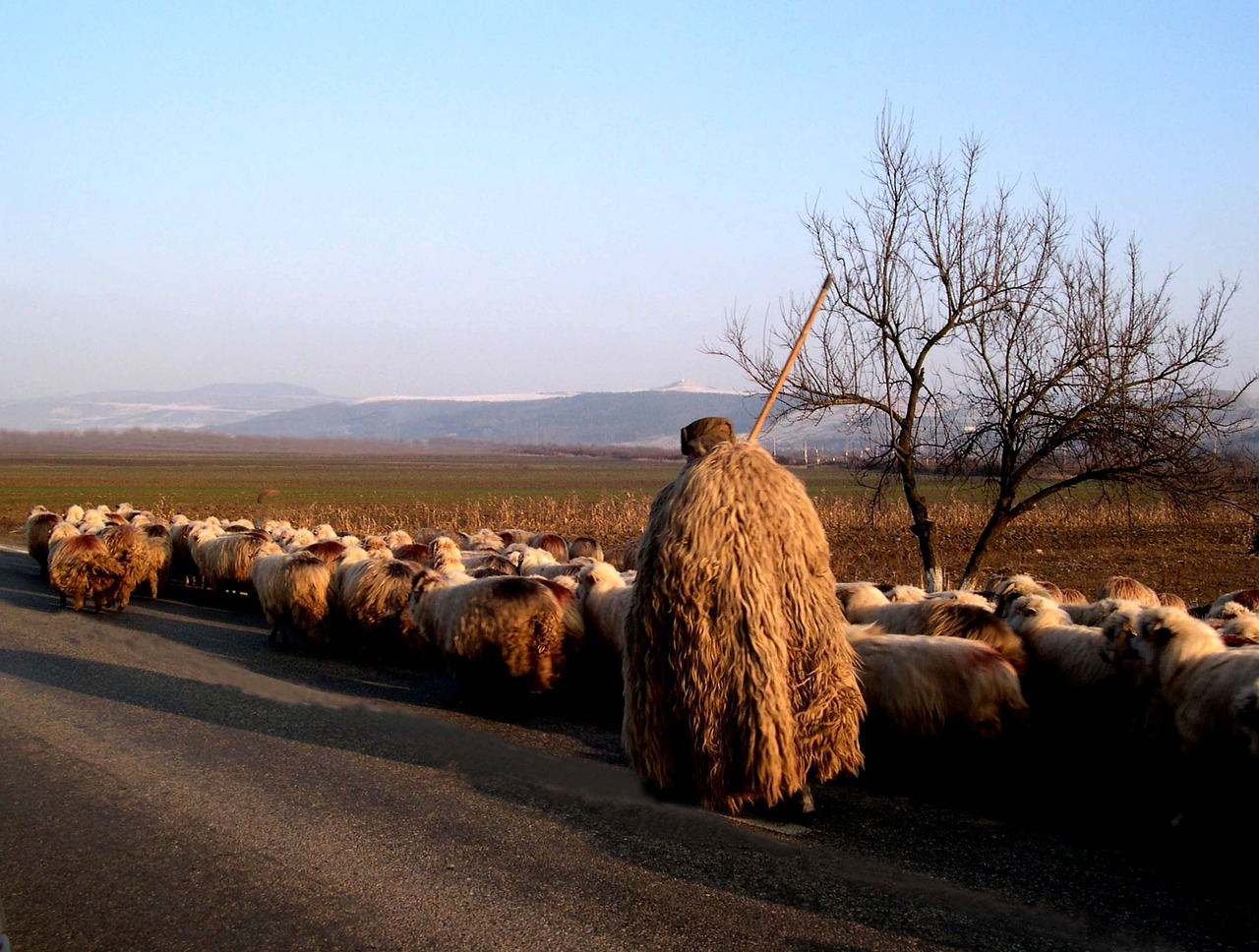 Gamta, Pavasaris, Gyvūnas, Avys, Vilnos, Elnias, Krikščionis, Fauna, Piemenys, Privatumas