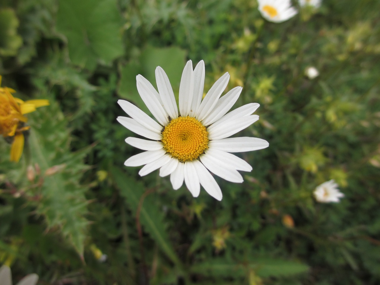 Marguerite, Gamta, Gėlė, Augalas, Graži Gėlė, Nemokamos Nuotraukos,  Nemokama Licenzija