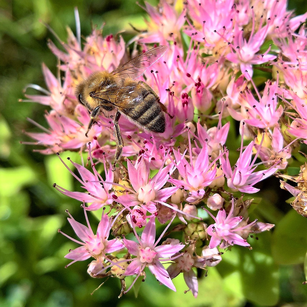 Stonecrop, Gamta, Bičių, Žiedas, Žydėti, Nektaras, Nemokamos Nuotraukos,  Nemokama Licenzija