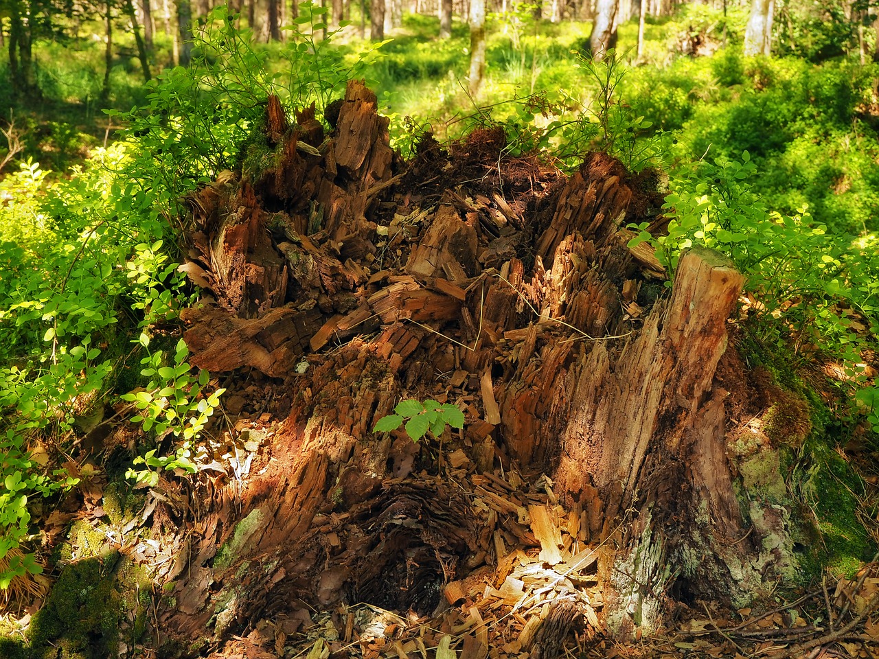 Gamta, Mėlynieji, Miškas, Vasara, Laukiniai, Medaus Braškių, Miško Augalas, Nemokamos Nuotraukos,  Nemokama Licenzija