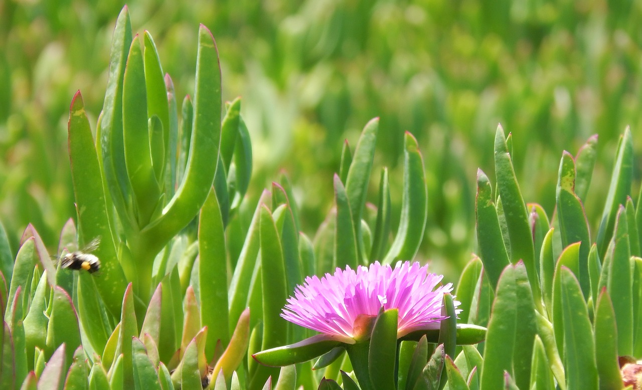 Gamta, Gėlė, Bičių, Augalas, Žalias, Vasara, Žolė, Flora, Laisvė, Pavasaris