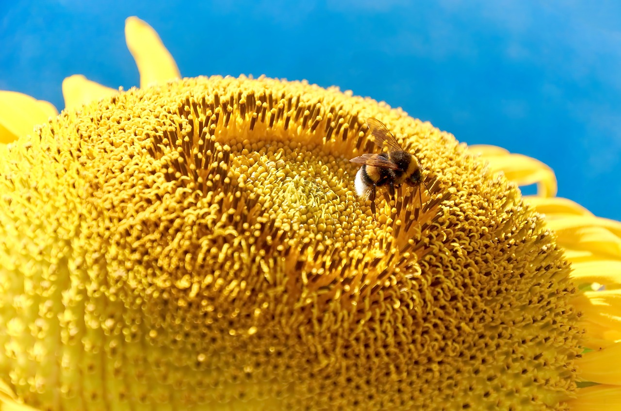 Gamta, Saulės Gėlė, Vasara, Žiedas, Žydėti, Flora, Geltona, Hummel, Isp, Uždaryti