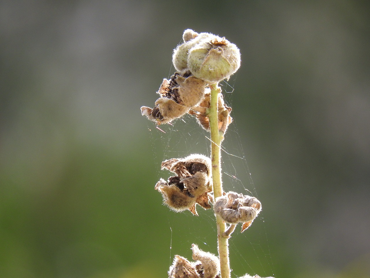 Hollyhock, Makro, Sausas, Internetas, Gamta, Nemokamos Nuotraukos,  Nemokama Licenzija