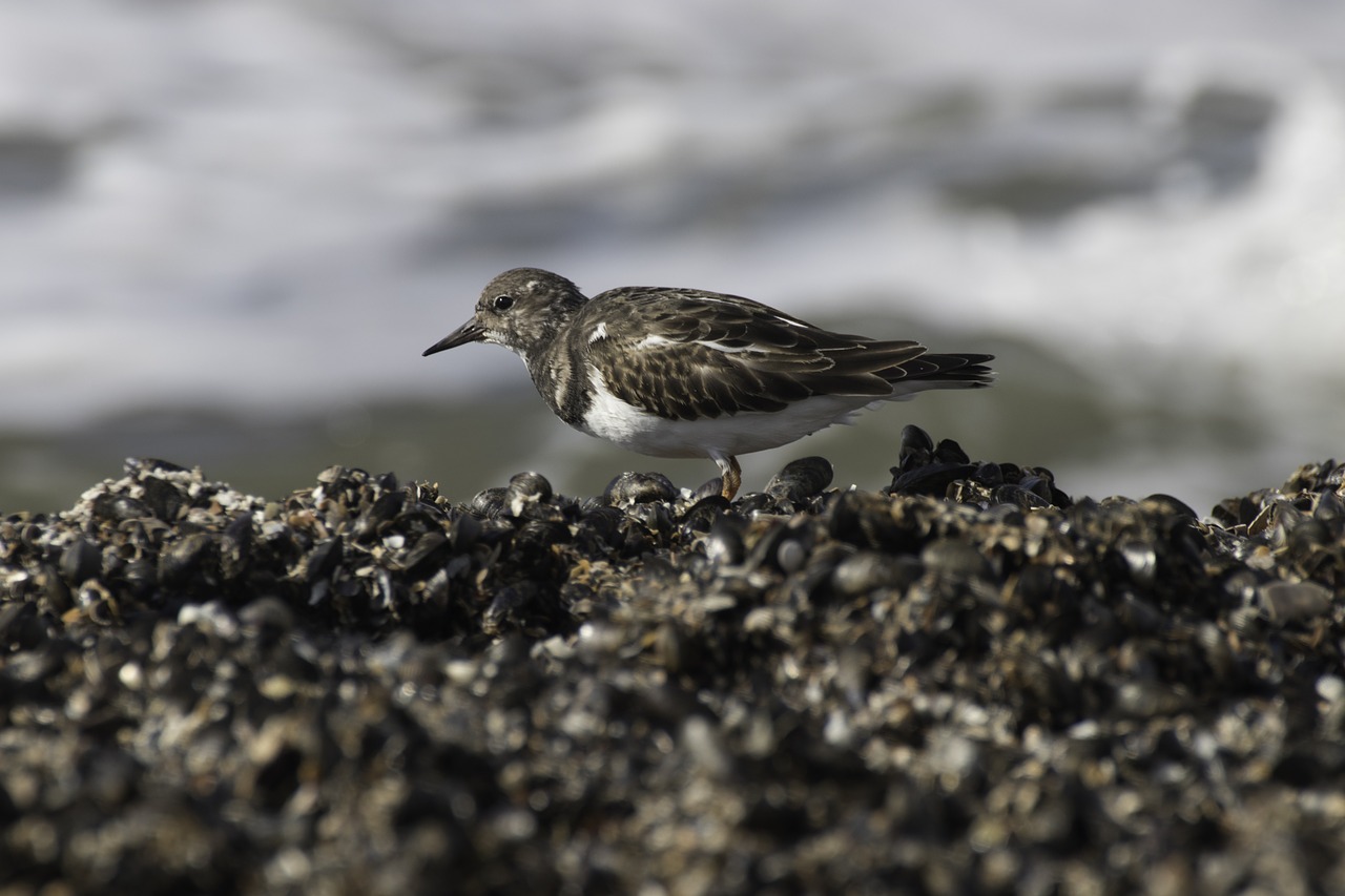 Gamta, Vatai, Šiaurės Jūra, Wadden Jūra, Paukštis, Turnstone, Groyne, Nemokamos Nuotraukos,  Nemokama Licenzija