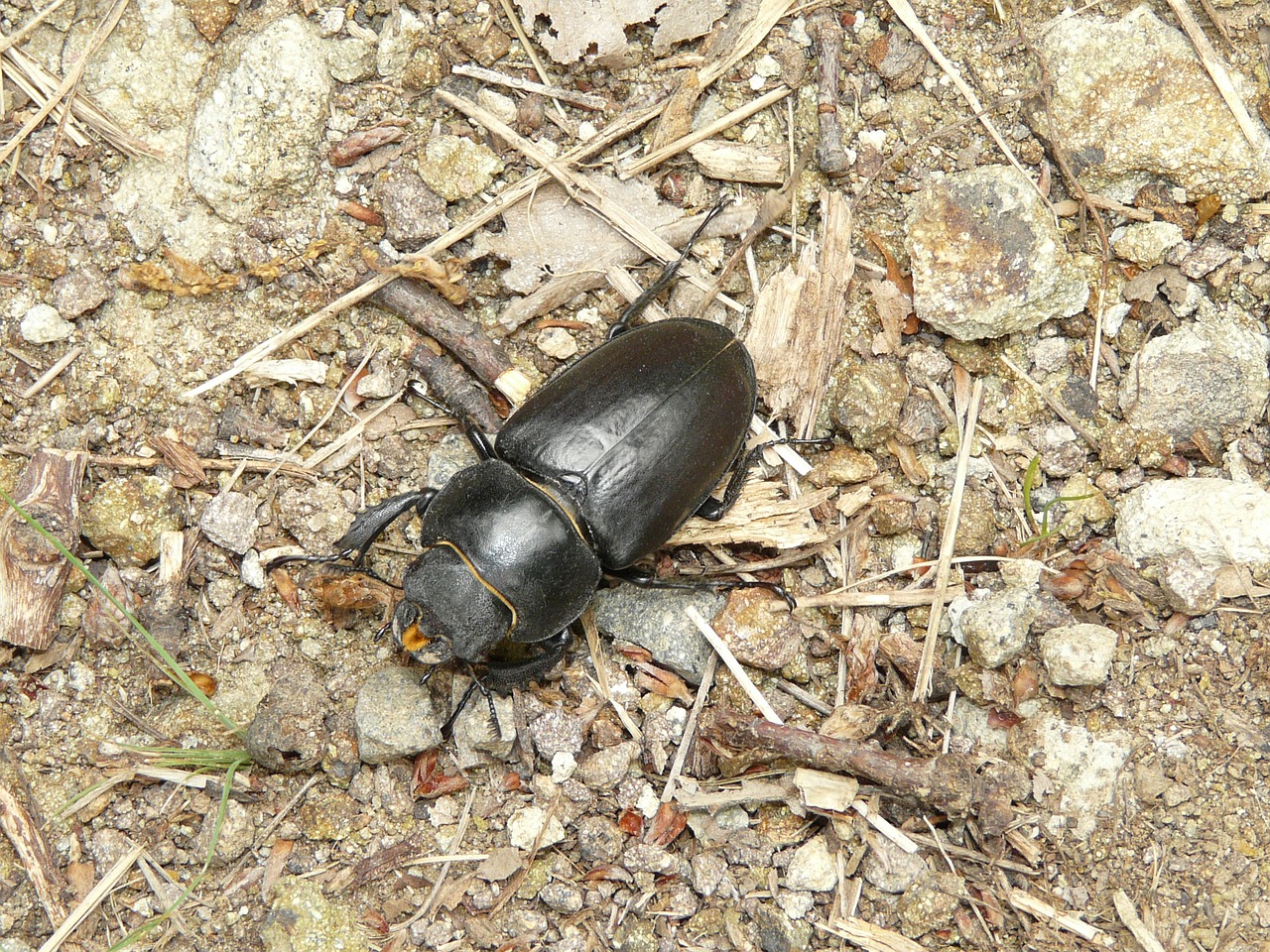 Gamta, Vabalas, Gyvūnas, Vabzdys, Nariuotakojų, Miškas, Juoda, Moteriškasis Briedis, Nemokamos Nuotraukos,  Nemokama Licenzija