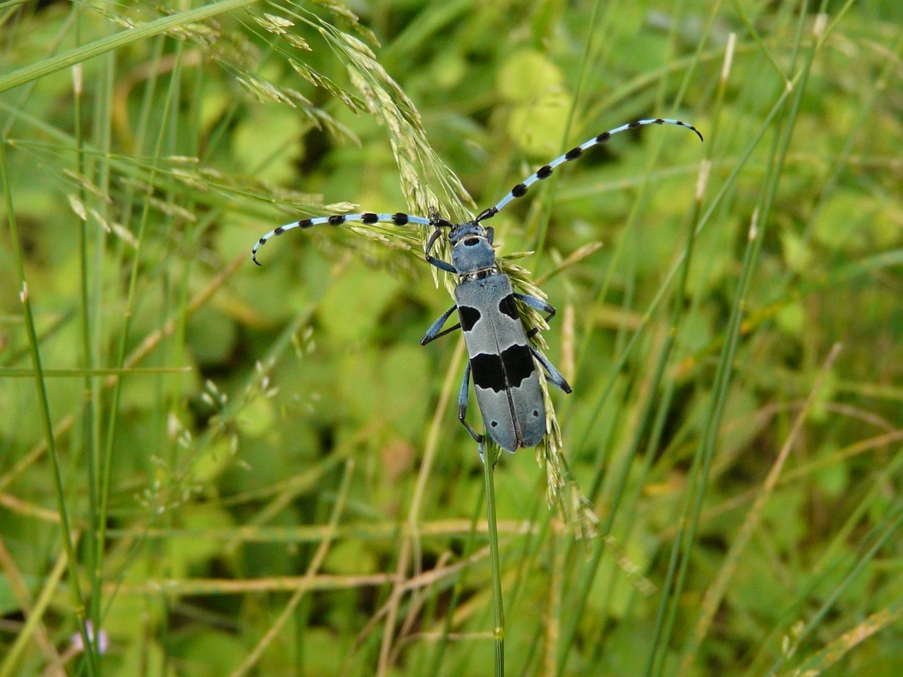 Gamta, Vabalas, Gyvūnas, Vabzdys, Nariuotakojų, Alpinis Cincér, Mėlynas, Nemokamos Nuotraukos,  Nemokama Licenzija