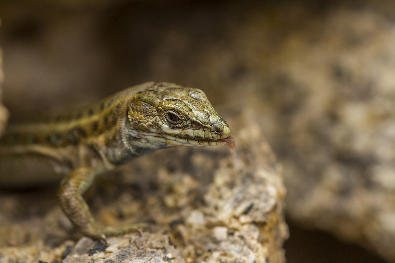 Gamta, Gyvūnai, Driežas, Salamandras, Makro, Nemokamos Nuotraukos,  Nemokama Licenzija