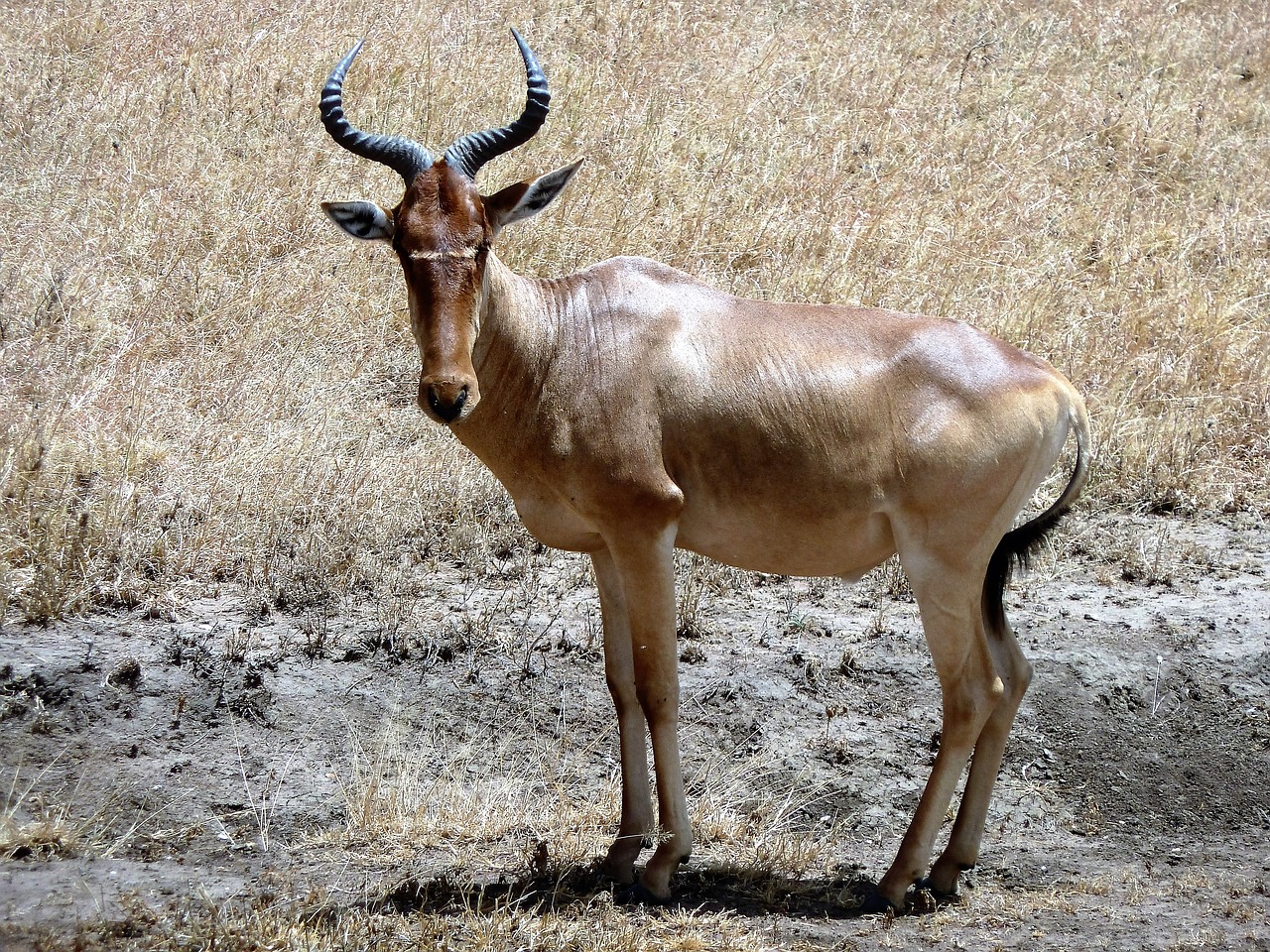 Gamta, Ožka, Greitai, Kankinti, Safari, Antlers, Nemokamos Nuotraukos,  Nemokama Licenzija