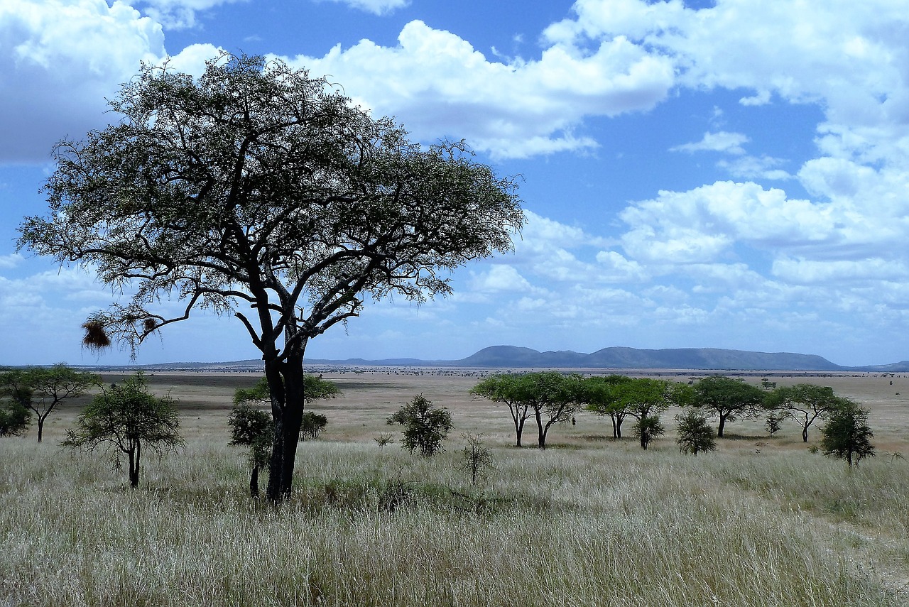 Gamta, Afrika, Tanzanija, Serengeti, Safari, Ganyklos, Savana, Nacionalinis Parkas, Nemokamos Nuotraukos,  Nemokama Licenzija