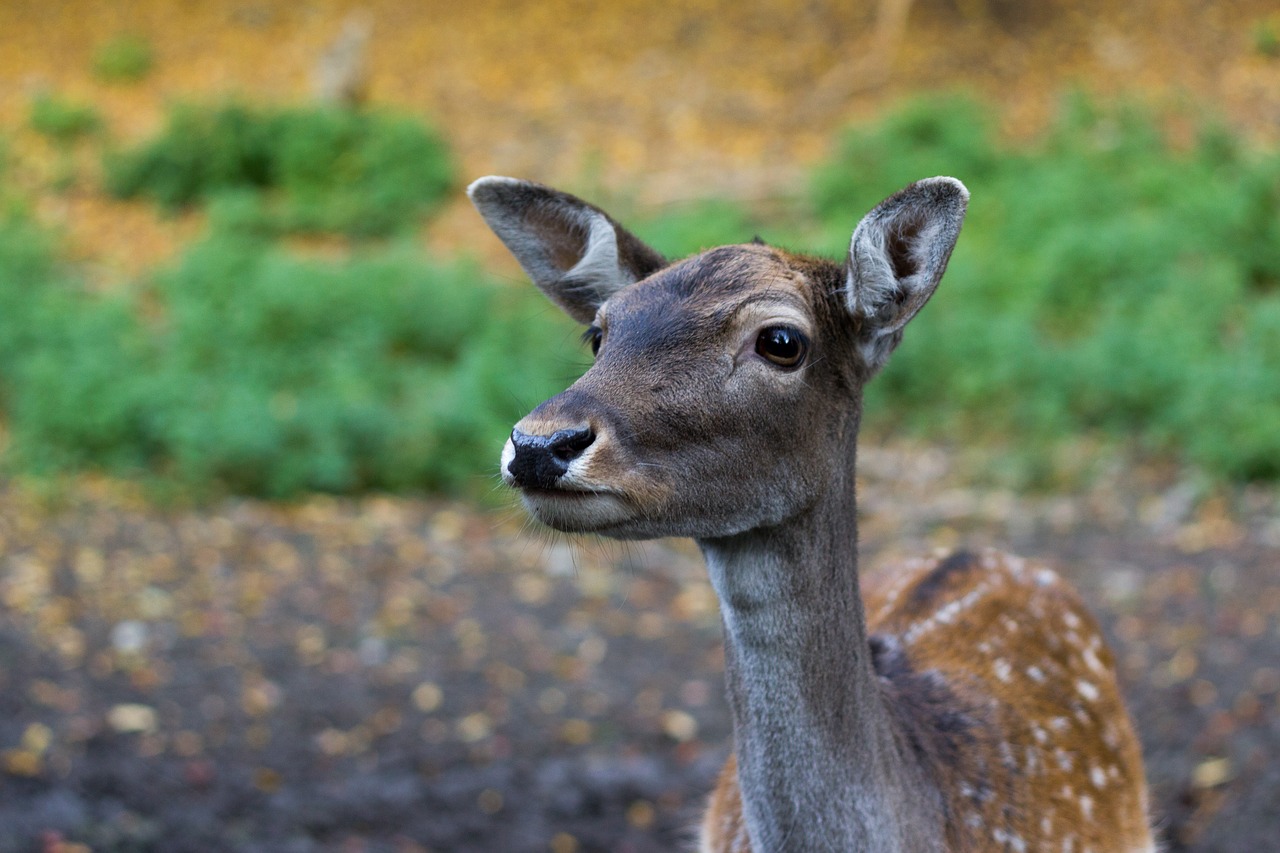 Gamta, Elnias, Gyvūnas, Miškas, Portretas, Miško Gyvūnas, Žinduolis, Fauna, Ruda, Nemokamos Nuotraukos