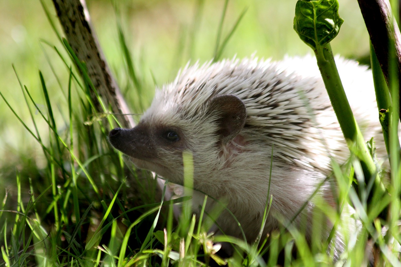 Gamta, Ežiukai, Afrikos, Pygmy Ežiukas, Naminis Gyvūnėlis, Mielas, Turiu Mylėti, Ežiukas, Nemokamos Nuotraukos,  Nemokama Licenzija