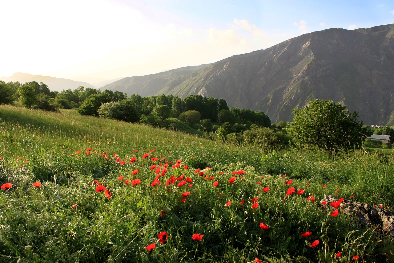 Gamta, Kraštovaizdis, Kalnas, Papaver Rhoeas, Hakkari, Nemokamos Nuotraukos,  Nemokama Licenzija