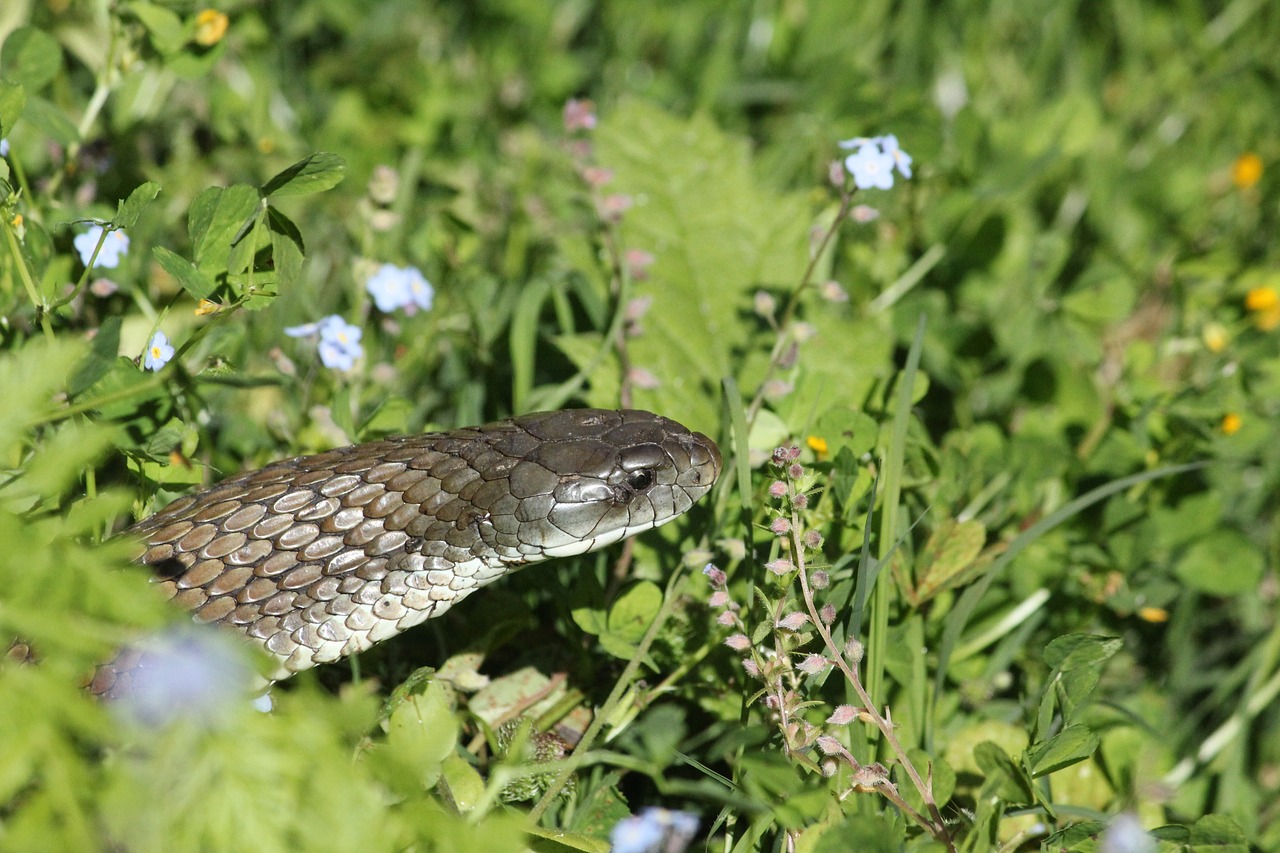 Gamta, Rudos Gyvatės, Australia, Gyvatė, Reptilian, Pavojus, Pavojingas, Svarstyklės, Gyvatė, Nemokamos Nuotraukos